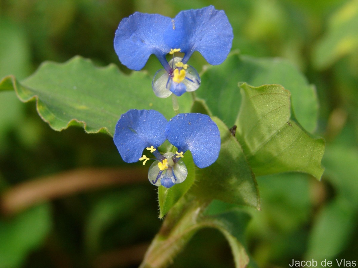 Commelina benghalensis L.